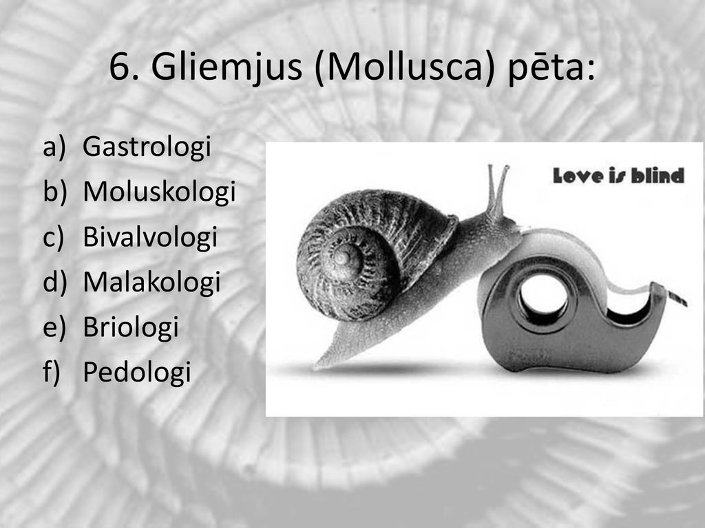 6. Gliemjus (Mollusca) pēta: