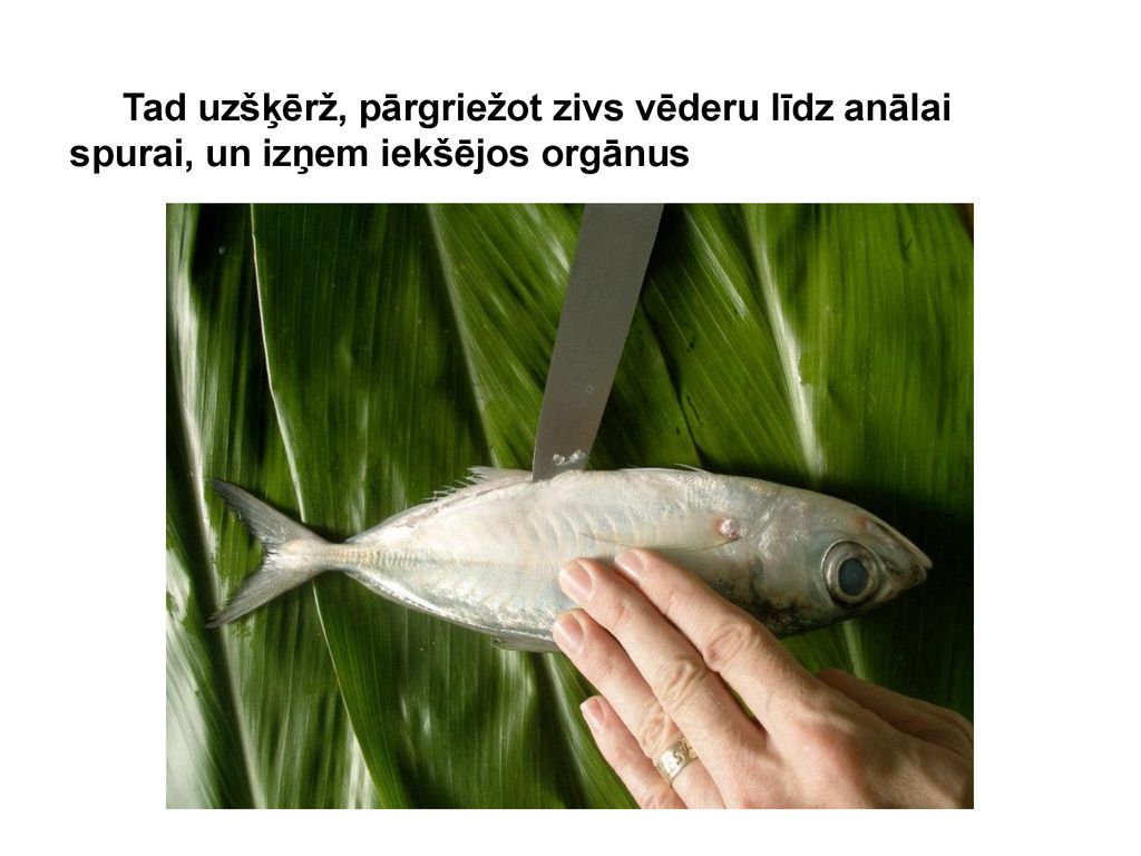 Tad uzšķērž, pārgriežot zivs vēderu līdz anālai spurai, un izņem iekšējos orgānus
